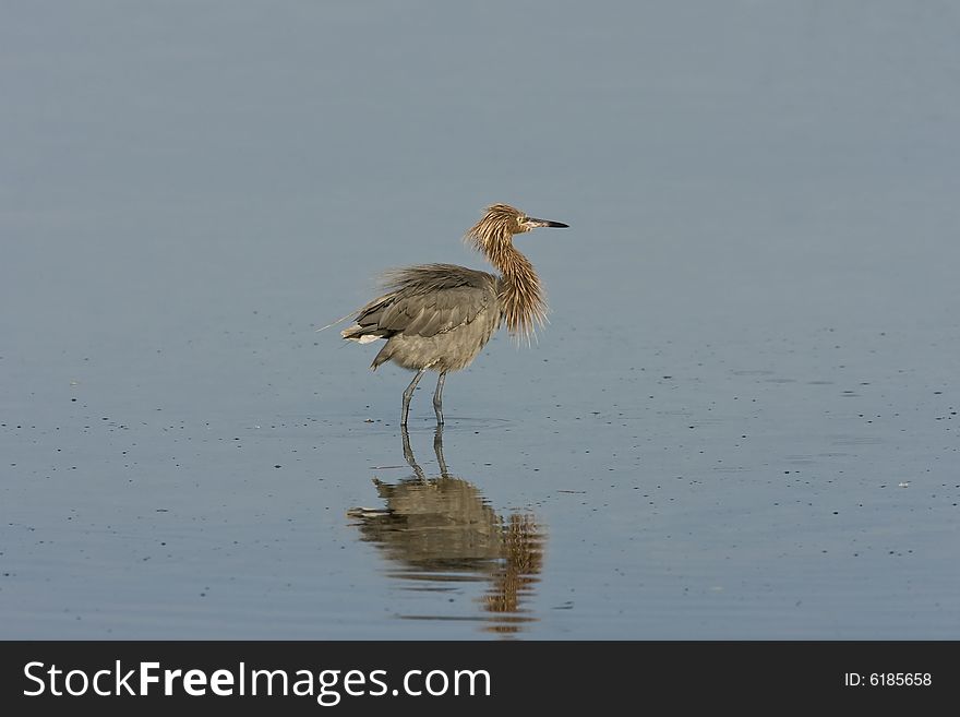 A Reddish Egret all fluffed up and shaking the water off his feathers. A Reddish Egret all fluffed up and shaking the water off his feathers