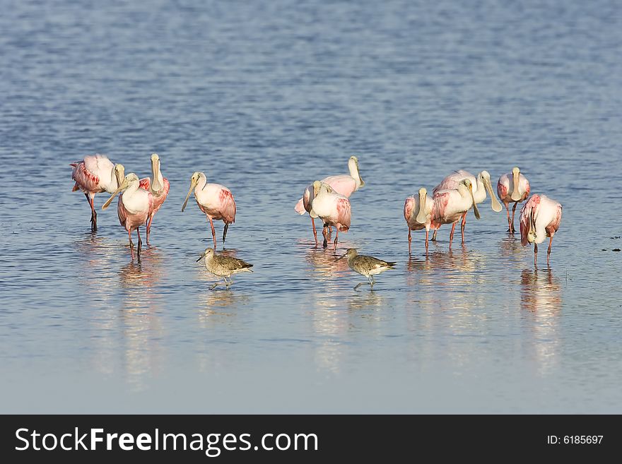 A group of Roseate Spoonbills preening their feathers