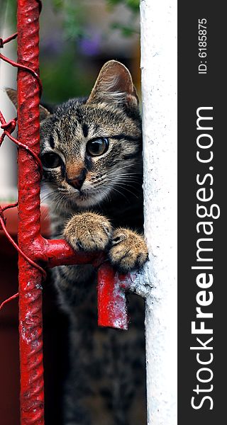 Cute kitten behind metal fence