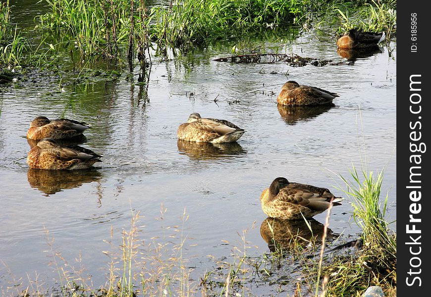 View of summer brook with sleeping ducks, Moscow. View of summer brook with sleeping ducks, Moscow