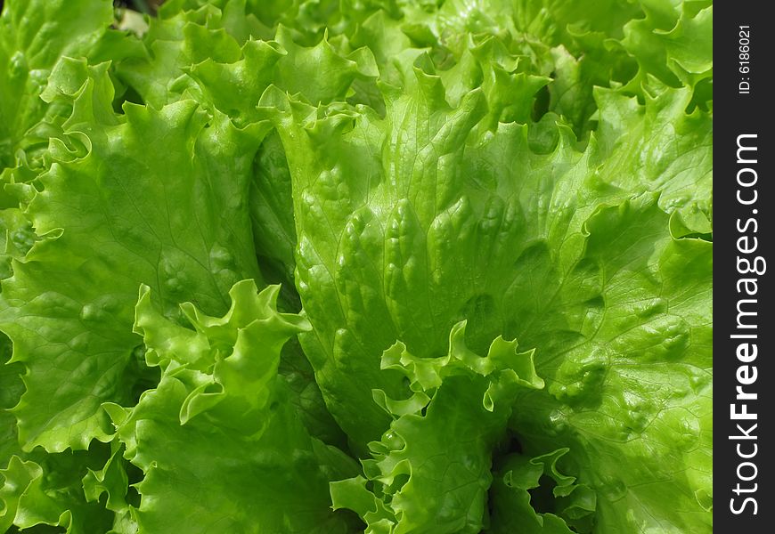 Leaf of green lettuce in vegetable garden. Leaf of green lettuce in vegetable garden