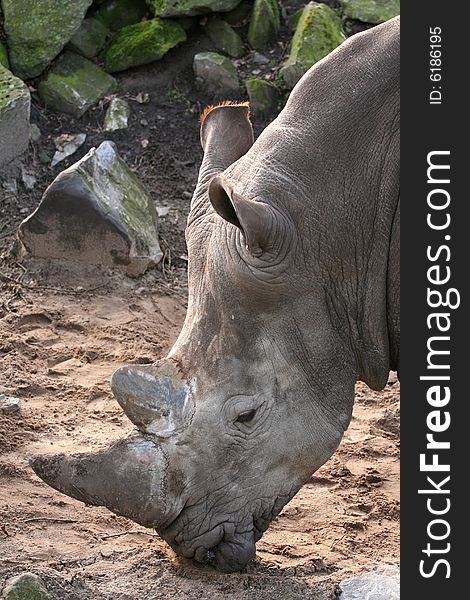 Animals: Portrait of a rhino on the plains