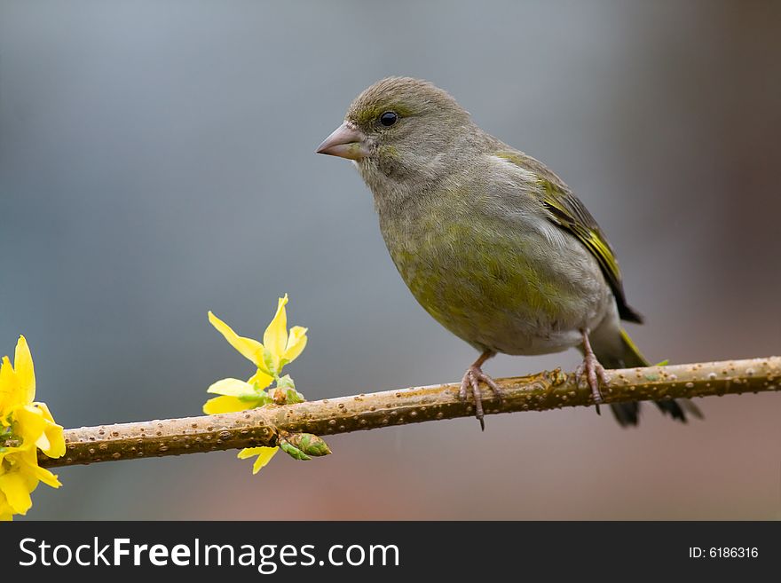 Greenfinch (Carduelis chloris)