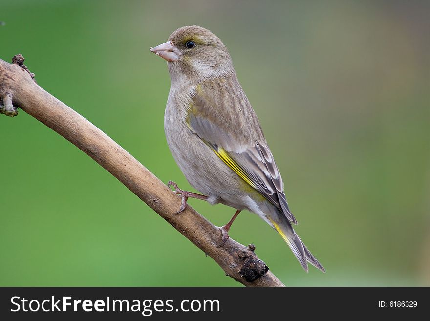 Greenfinch (Carduelis Chloris)