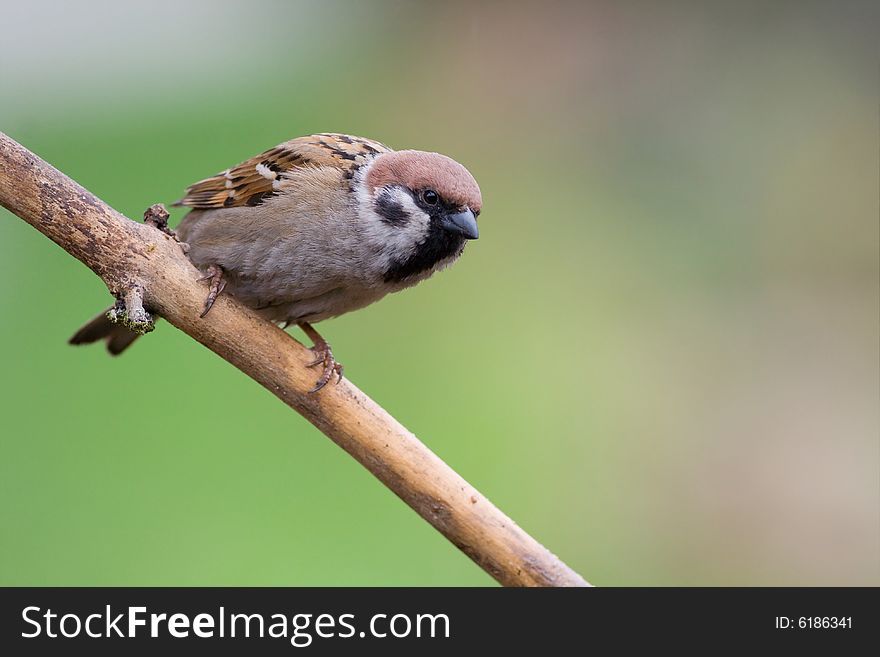 Bird - tree sparrow