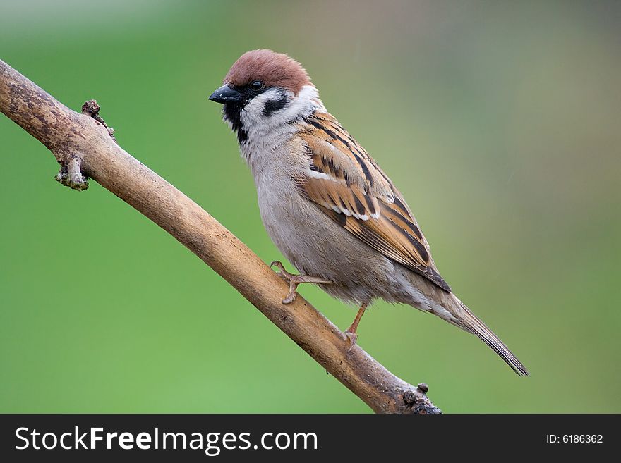 Bird - tree sparrow (aka passer montanus)
Canon 400D + 400mm 5.6L