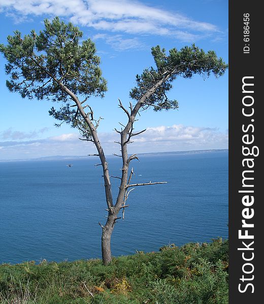 Needle-leaved tree on the seaside in Brittany. Needle-leaved tree on the seaside in Brittany