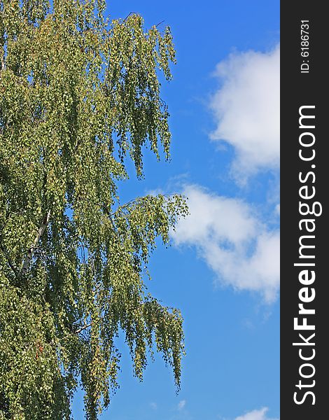 Green birch tree on a blue sky background