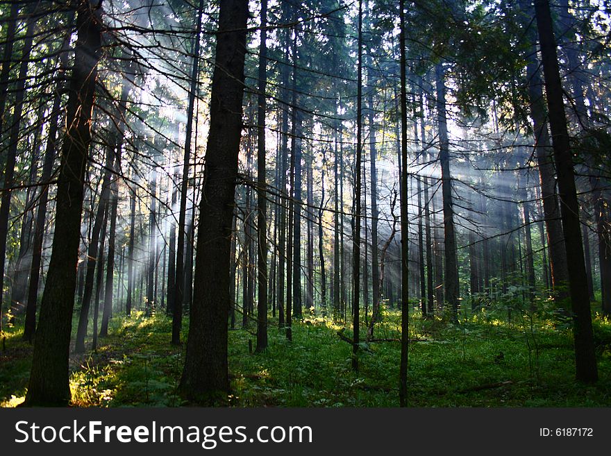 Forest near Smolensk, Russia. Sunlight trough thetrees.