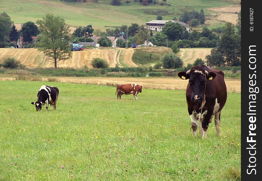 Three cows on a field