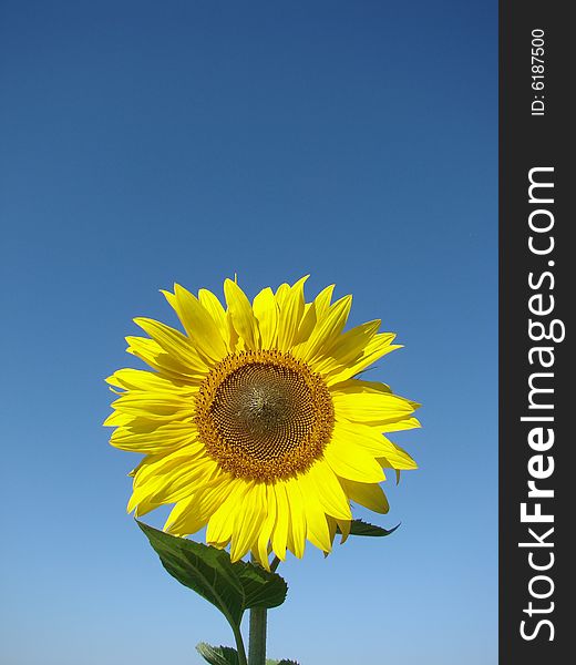 Yellow sunflower and blue sky background