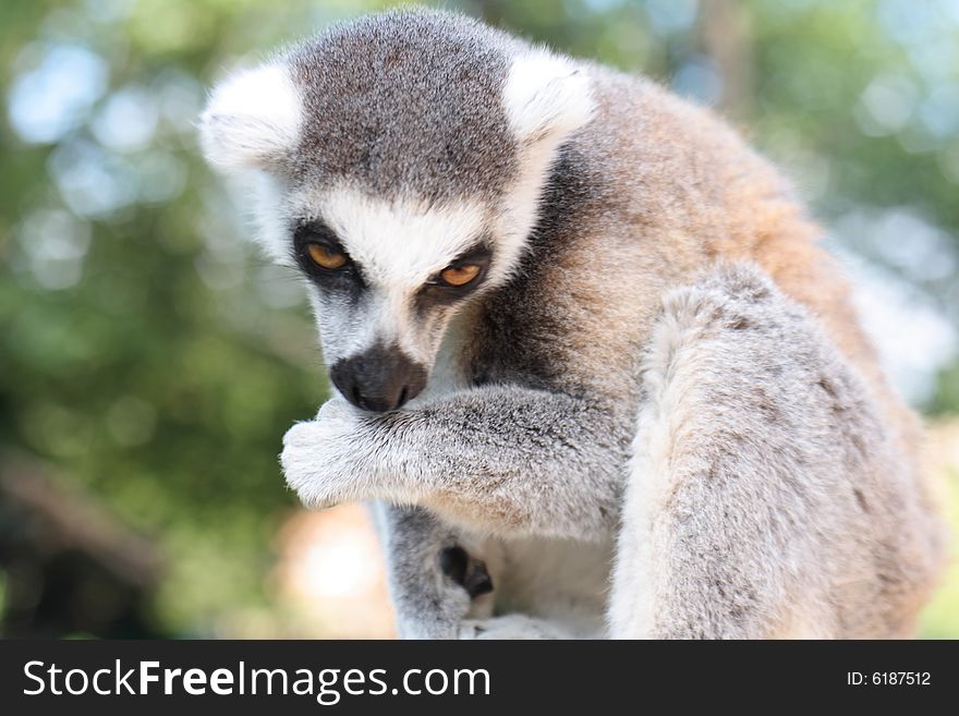 Very nice lemur monkey in the jungle
