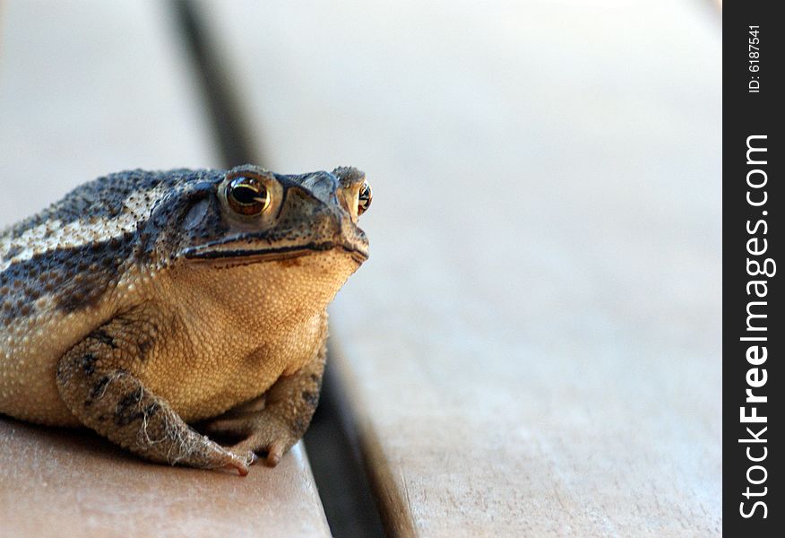 A large green and brown toad sitting out side. A large green and brown toad sitting out side