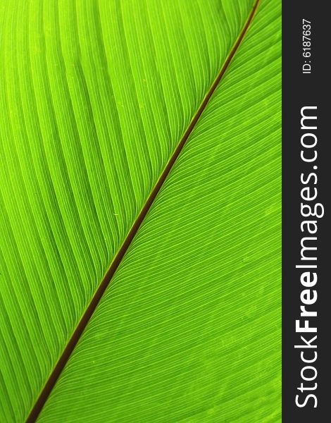 Green natural background from the palm leaf. Green natural background from the palm leaf
