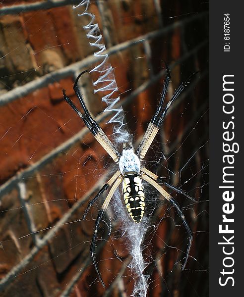 A banana spider sitting on it's web