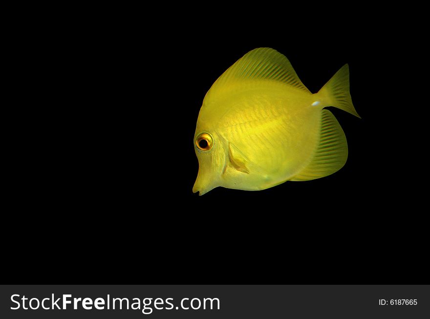 Yellow sailfin tang isolated over black