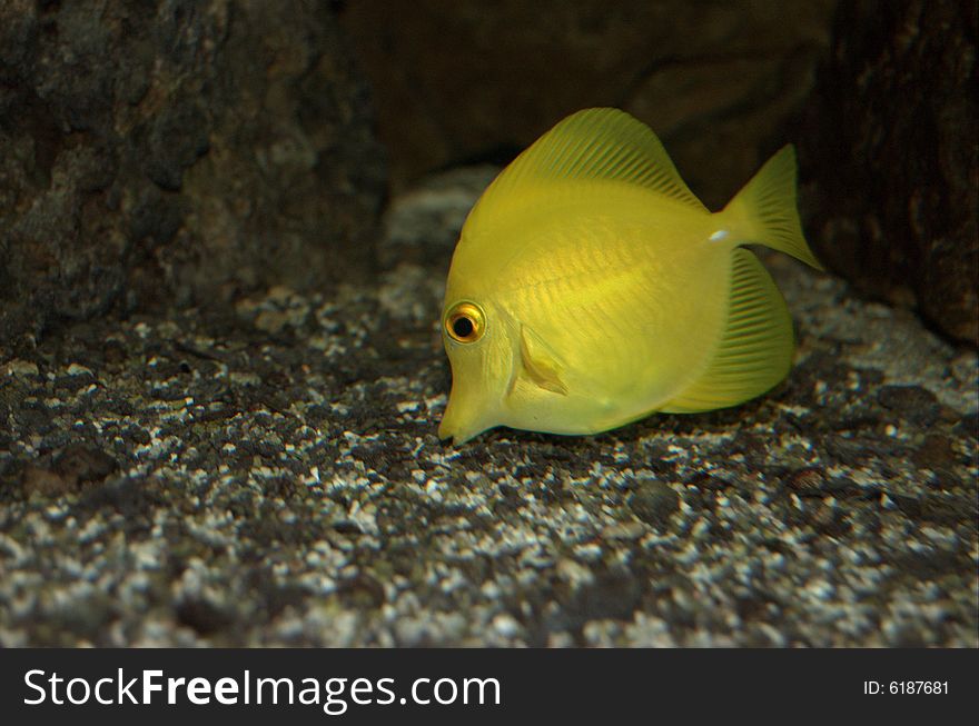 Yellow sailfin tang in fishtank