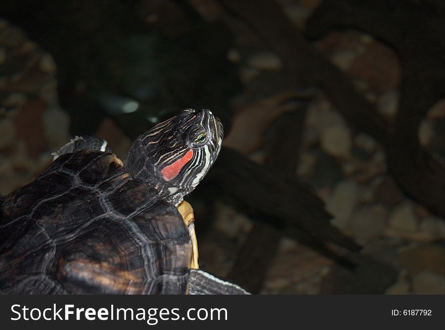 Small nice turtle in water