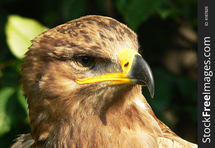 Bird of prey on dark background. Bird of prey on dark background