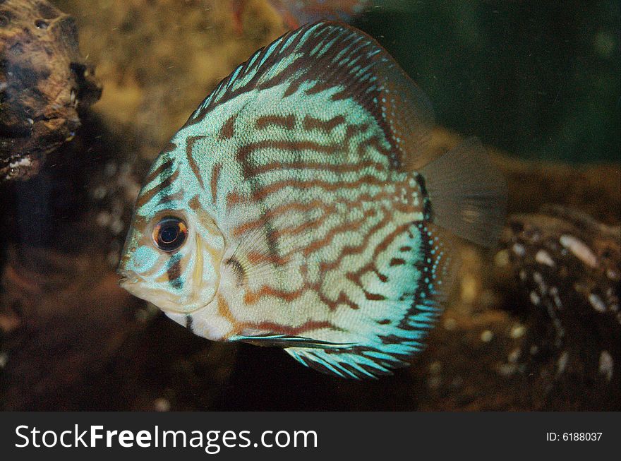 Discus aquarium fish in water. Discus aquarium fish in water