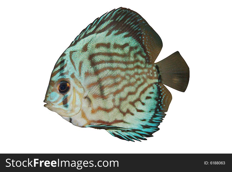 Discus Isolated Over White