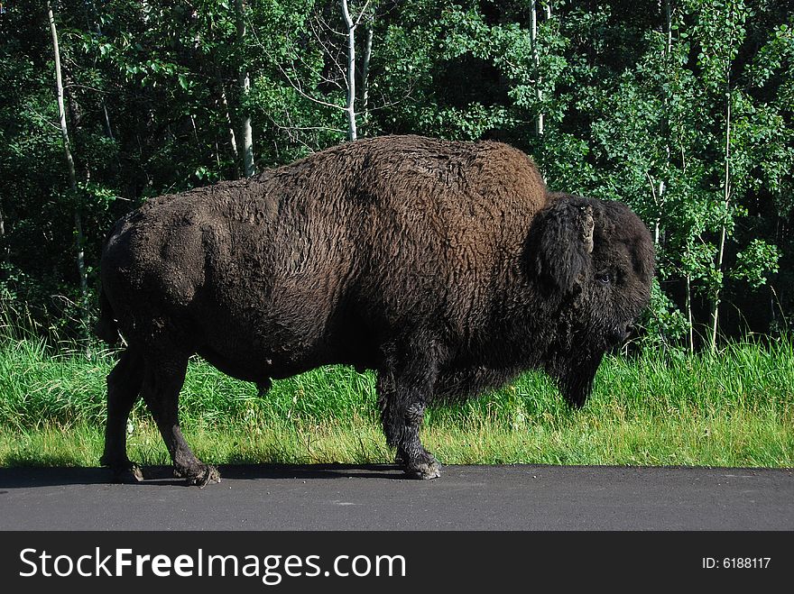 A bison stands on the roadside