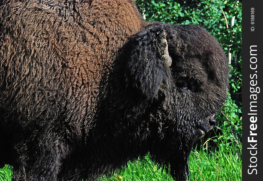 Bison herd eating grass on the meadow