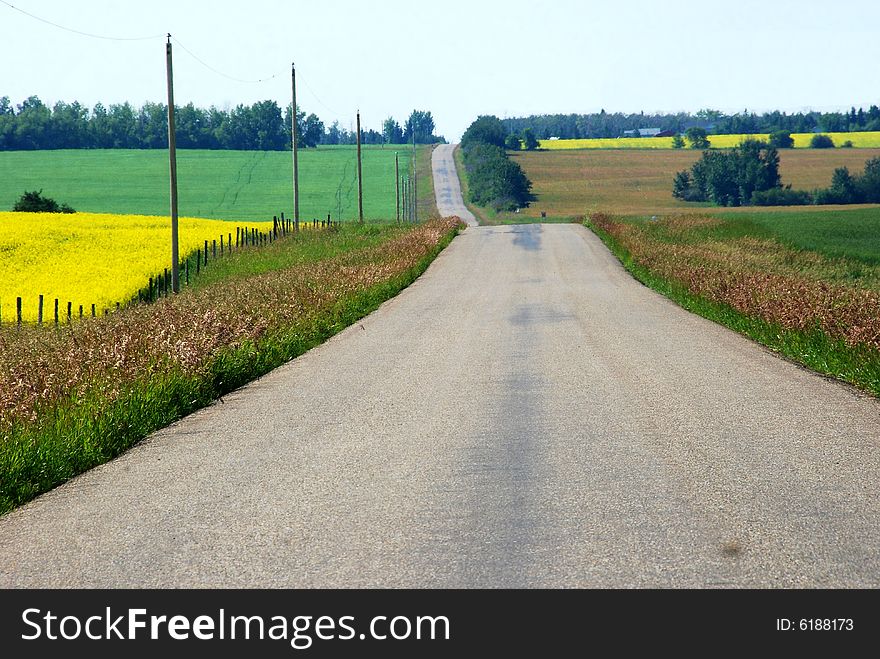 Country road with wheat, plants and grass. Country road with wheat, plants and grass