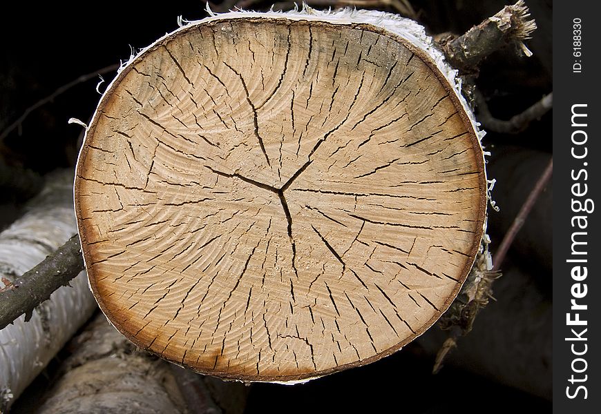 Cross section of a tree with annual rings. Cross section of a tree with annual rings