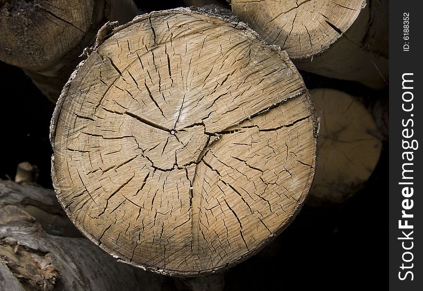 Cross section of a tree with annual rings. Cross section of a tree with annual rings