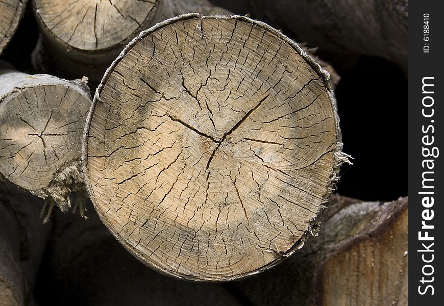 Cross section of a tree with annual rings. Cross section of a tree with annual rings