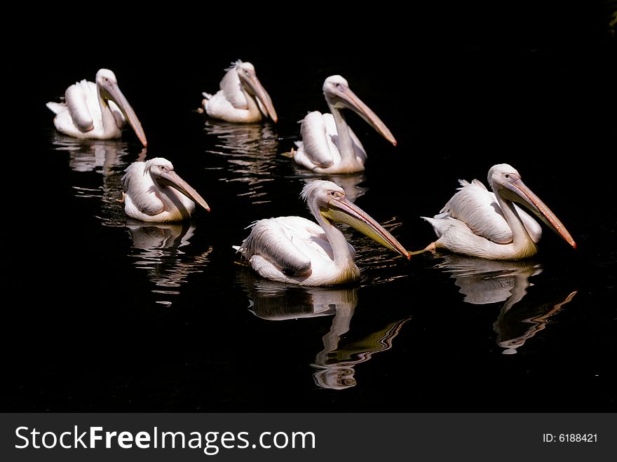 Beautiful flock of a pelicans