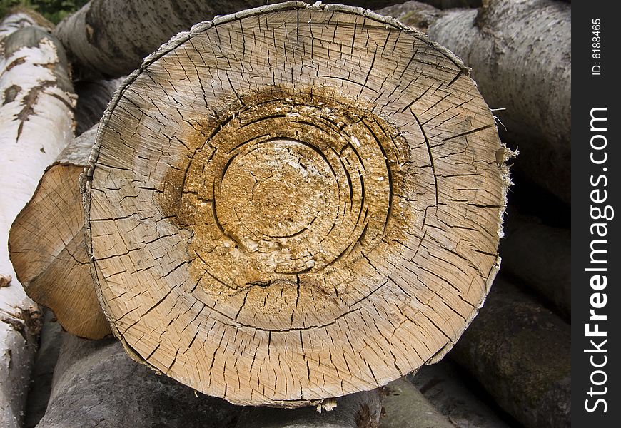 Cross section of a tree with annual rings. Cross section of a tree with annual rings