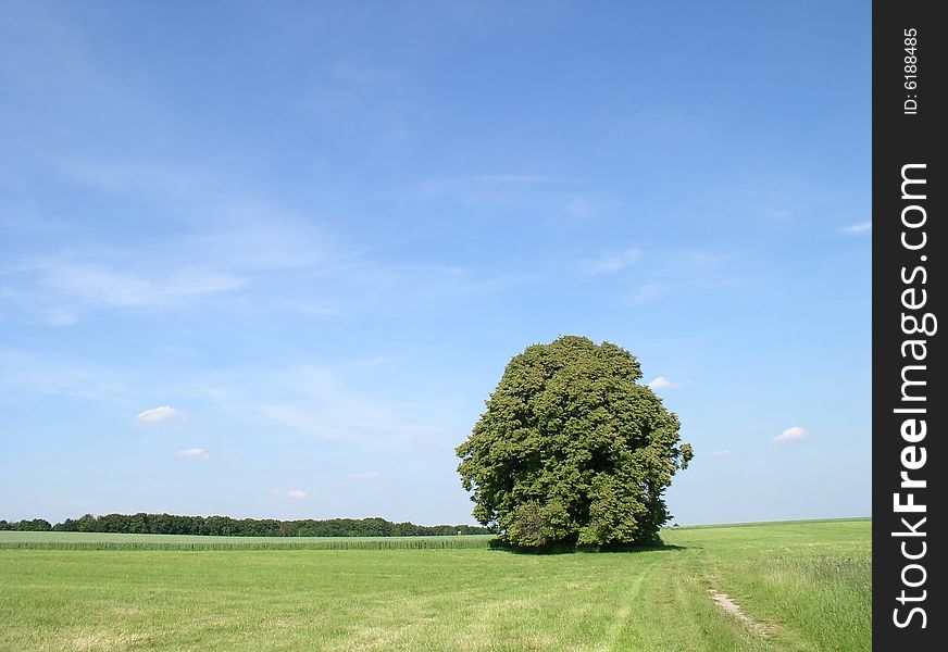 Big deciduous tree in a field with sky background. Big deciduous tree in a field with sky background