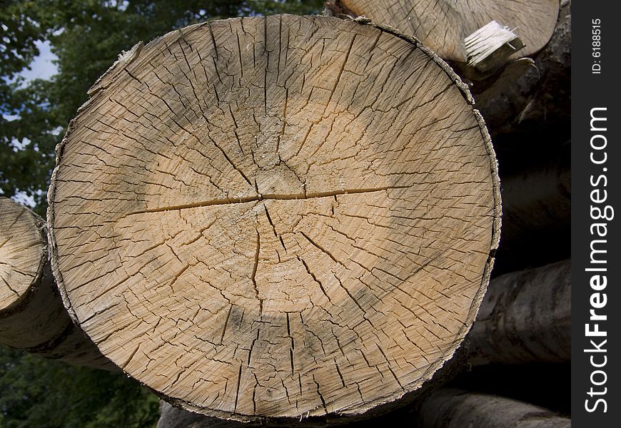 Cross section of a tree with annual rings. Cross section of a tree with annual rings