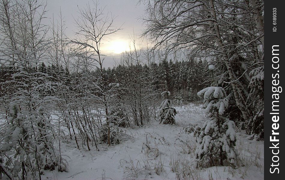 Photographed in a cold winter in Russia in the 60 km from Moscow. Photographed in a cold winter in Russia in the 60 km from Moscow