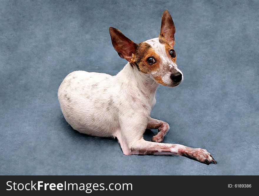 A dog looks at the camera for a portrait. A dog looks at the camera for a portrait.