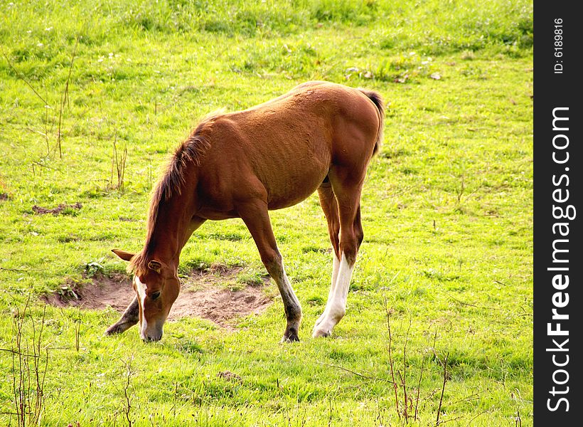 A grazing foal in a meadow. A grazing foal in a meadow