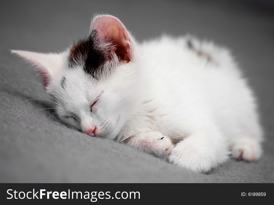 White kitty sleeping on grey background