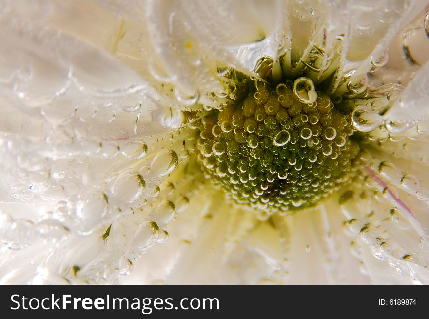 Closeup photo of a white daisy under the water