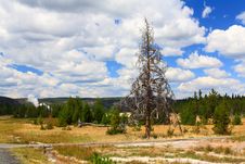 Upper Geyser Basin In Yellowstone Stock Images Upper Geyser Basin In Yellowstone Stock Images