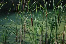 Cat Tails In Swamp Stock Photography Cat Tails In Swamp Stock Photography