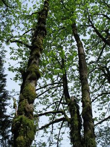 Mossy Tall Trees Stock Images