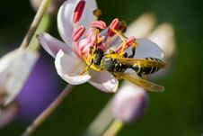 Wasp Stock Image