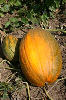 Big Pumpkin Stock Photo Big Pumpkin Stock Photo