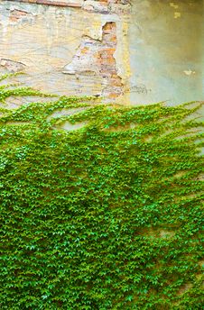 Ivy On Old Wall Stock Photos Ivy On Old Wall Stock Photos