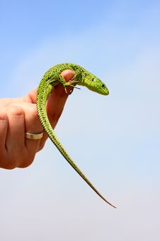 Lizard Royalty Free Stock Photos Lizard Royalty Free Stock Photos
