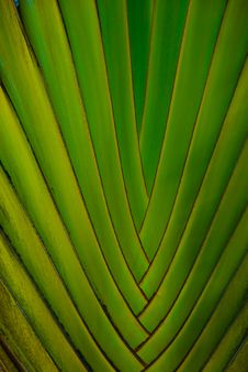 Palm Leaf Royalty Free Stock Photography