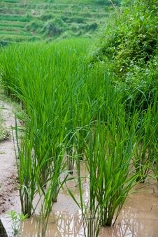 Guilin Rice Field Terrace Stock Photos Guilin Rice Field Terrace Stock Photos