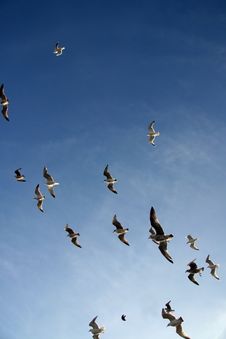 Sea Gulls Stock Image